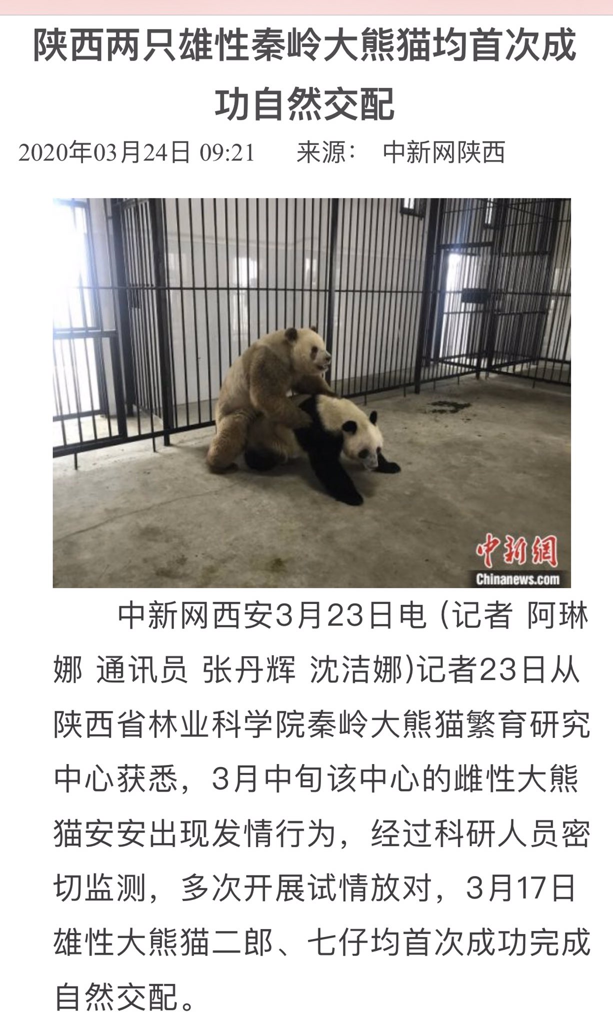 تويتر 盛雪sheng Xue على تويتر 中共新闻真的越来越与时俱进 中共在蝙蝠之后的新科研成果 熊猫 都能同性交配繁殖了 Https T Co Qeflvnvlor