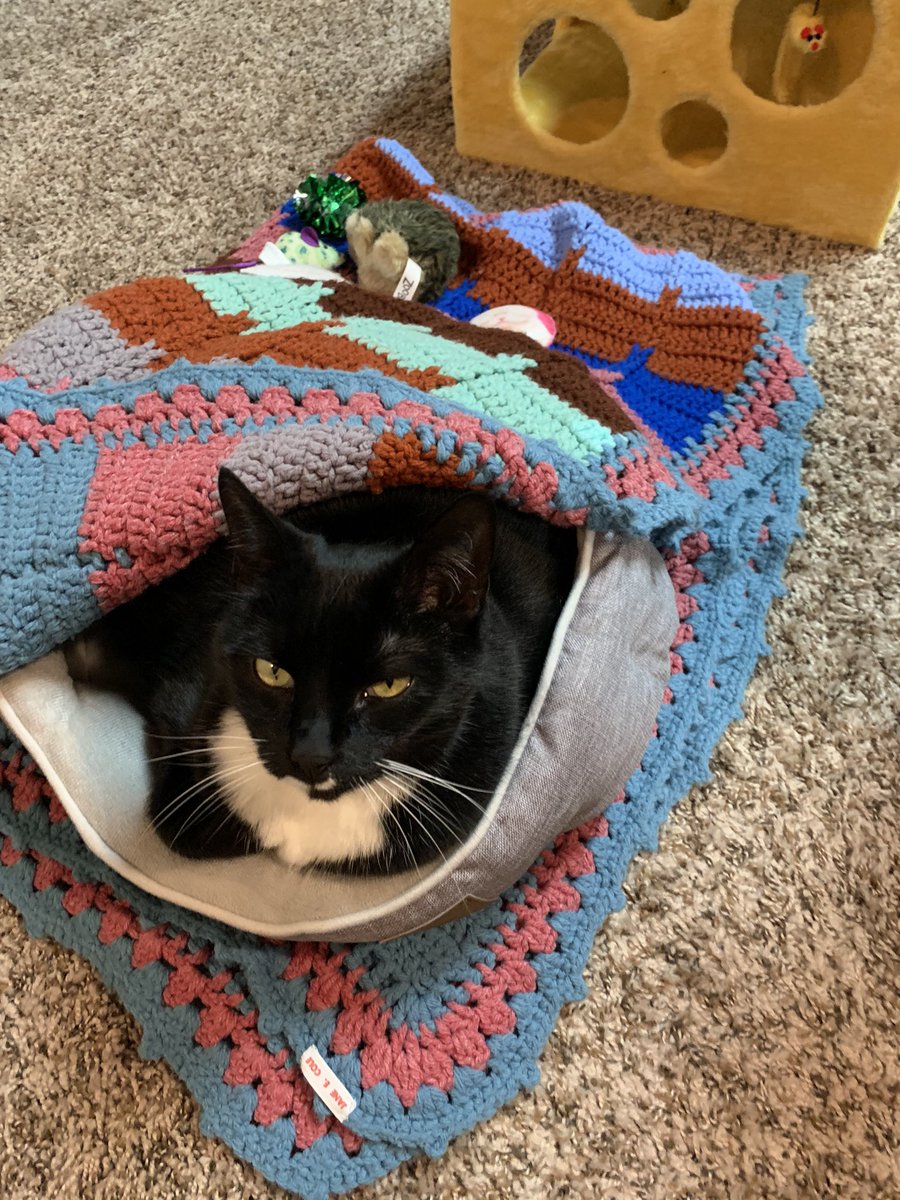 Cleo_sMommy's tweet image. I’ve been hard at work helping mommy too. I yowled &amp;amp; got kitty zoomies while she was on a phone call. I complained about the working conditions. The basement is chilly &amp;amp; the space heater only does so much. Mom had to arrange a blankie to cover me. #workingkitty