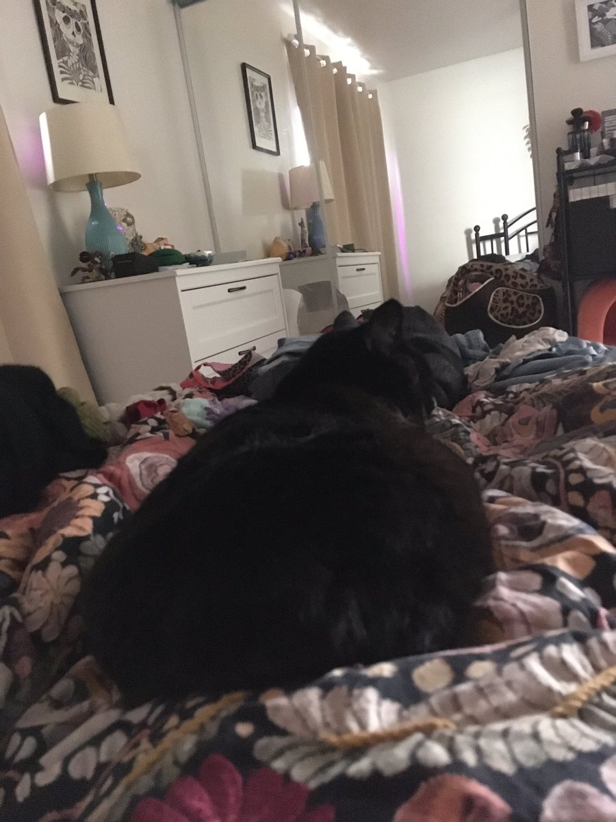 if you were curious about my morning routine, every day I open the door, get back in bed, call Genevieve, and then she sprints in so she can loaf on me for half an hour