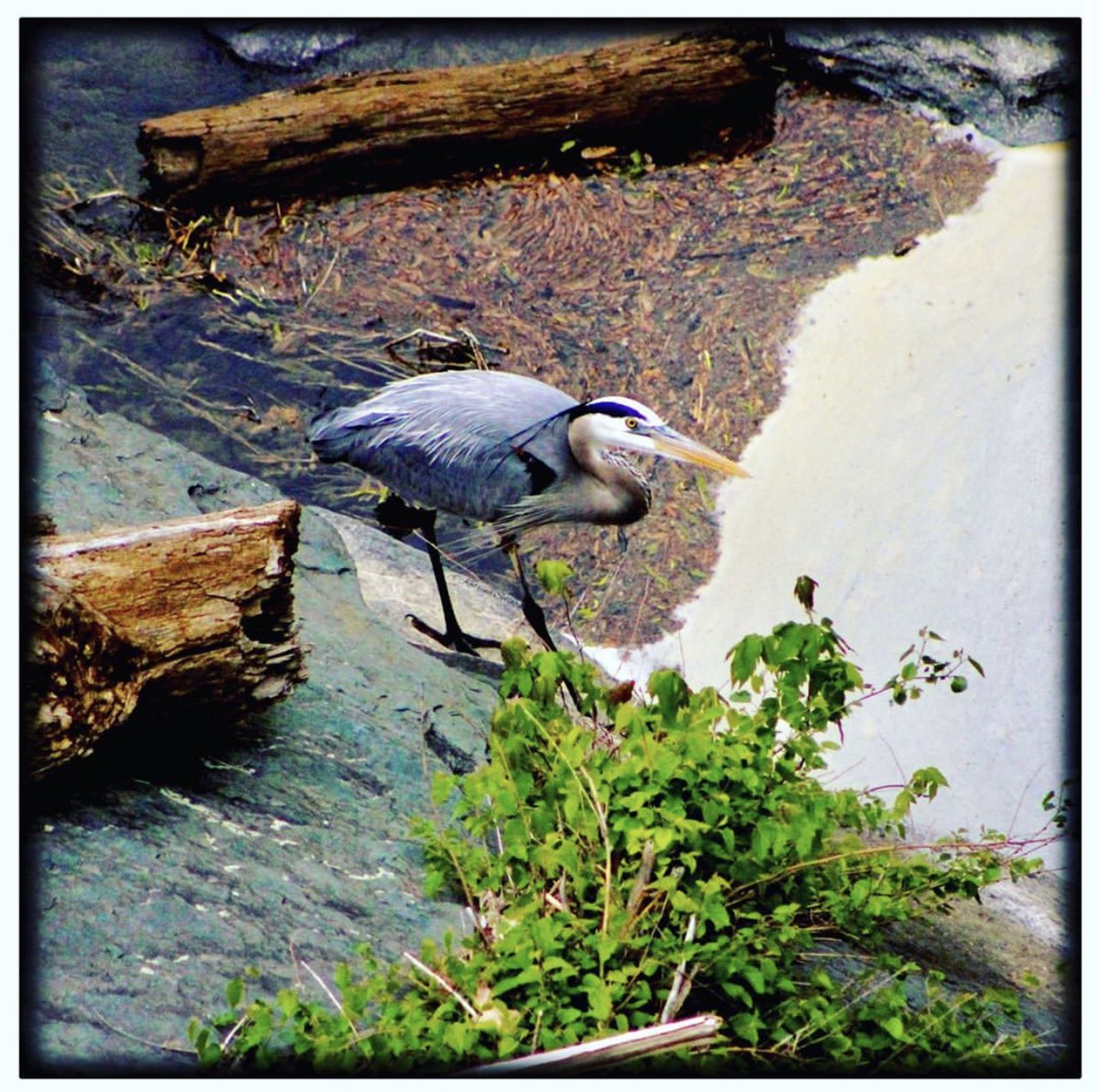 HFPAssociation's tweet photo. It’s finally time to vote on our March Instagram photo contest with the theme of Spring in Harpers Ferry!
Head on over to our Instagram to vote on your favorite photo!
#HarpersFerryNPS #FindYourPark #HAFEPhotoContest #ExperienceHarpersFerry https://t.co/m4iPb3zAMq