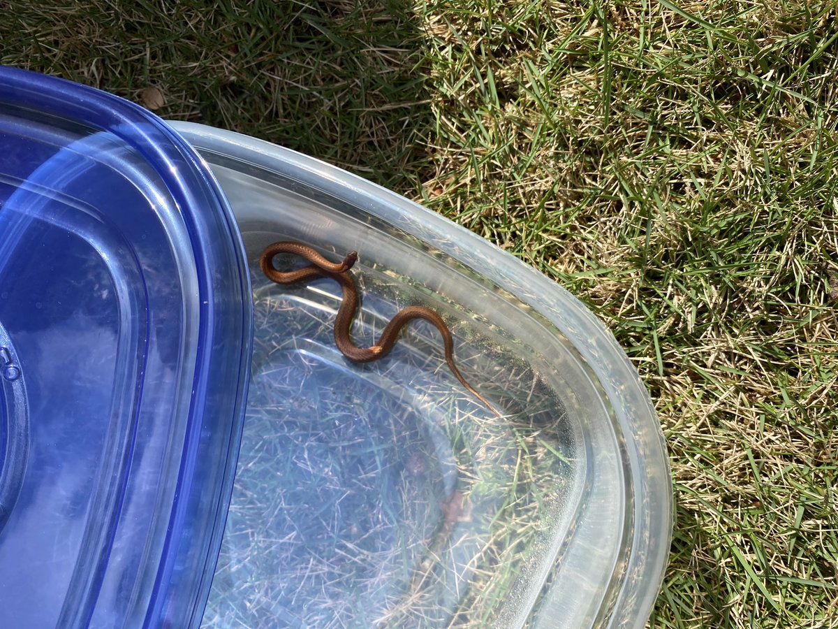 Does anyone know if this is a good snake or bad snake? Brown. Reddish belly.