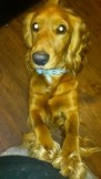 bs2510's tweet photo. BAILEY #SpanielHour

#Missing 06 Jan 2013 #Wigan, #worsley #mesnes area, #NorthWest WN3

Male #Cocker #Spaniel Young Adult Red / Golden

He got out from the backgarden and hasn't been seen since despite searching and putting up posters

https://t.co/BIaOHL59nX https://t.co/s4VWcY0QB7