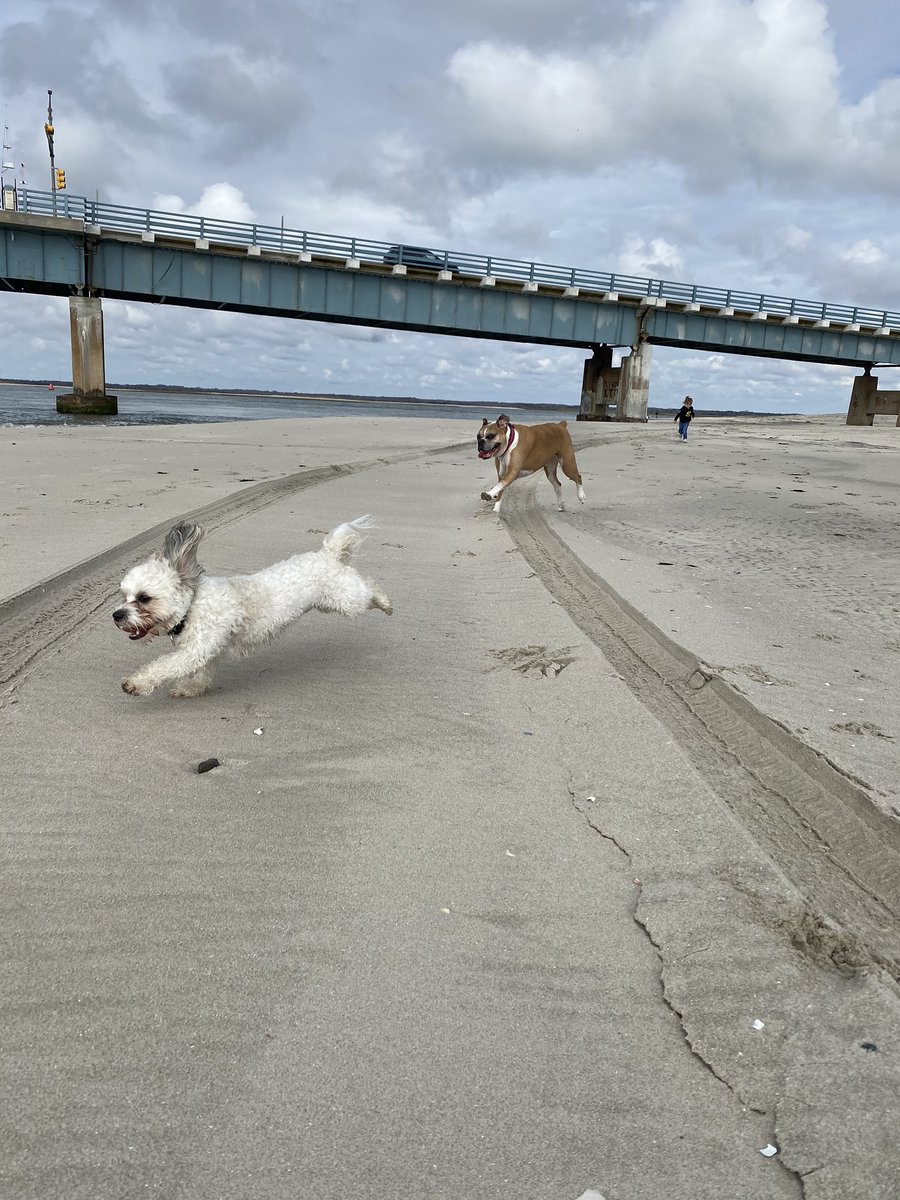 MeganErber's tweet photo. @PromoKitchen Bella and Wizard Oswald on the beach last weekend in #seaislecity . So happy, these two. #promopets #dogsofpromo #promochat https://t.co/Muk3JDKIQO