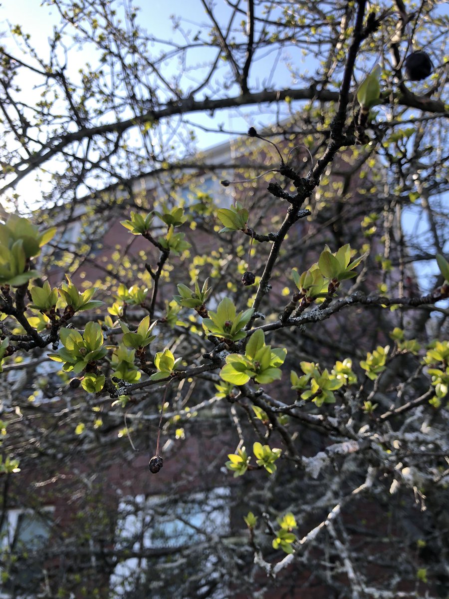 It’s a bit overcast and chilly here today (which requires lots of extra coffee and blankets), but wanted to share more signs of spring from my recent walks. 

Some positivity while #SocialDistancing ! 🌿