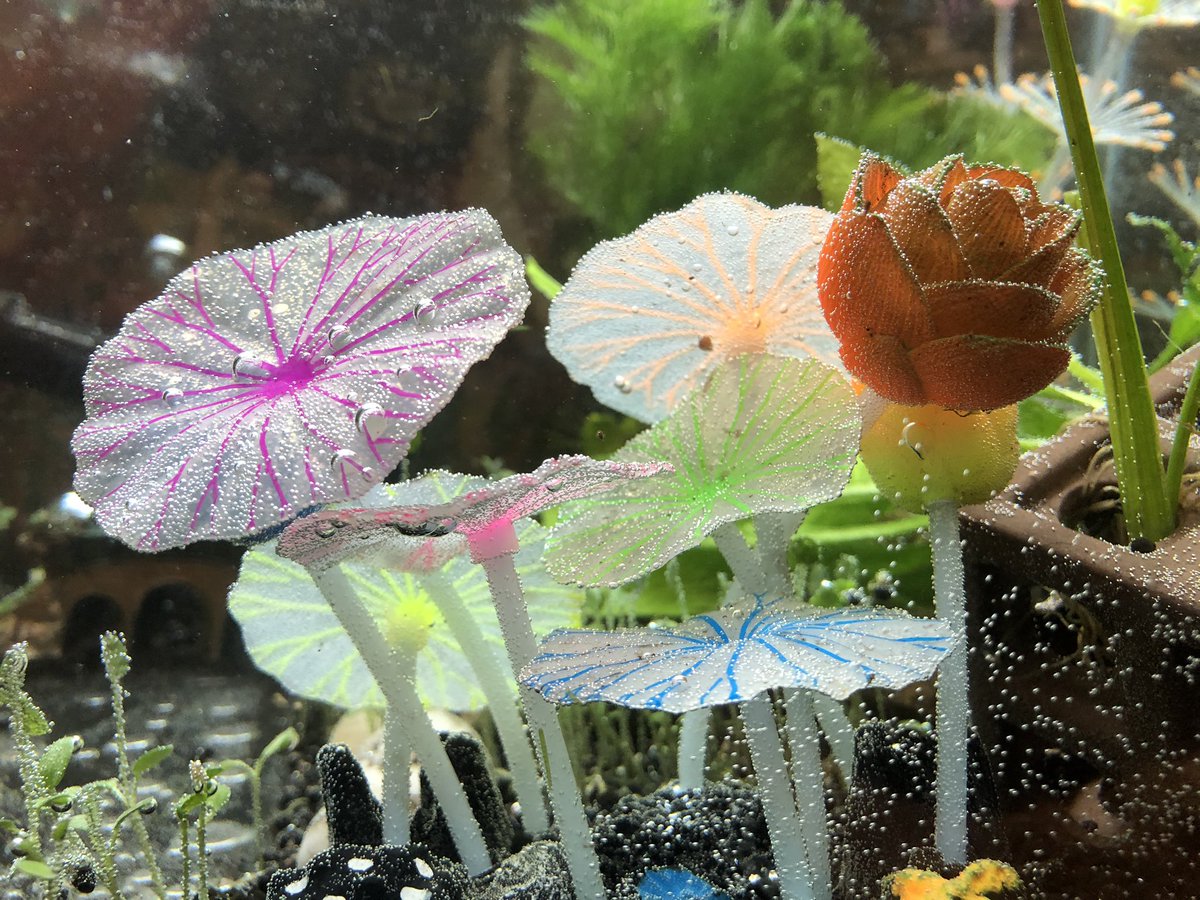 Day 21/ #shrimptankOMG new snails just arrived!!Getting them acclimated in a sec to add to the tanks, but they will help produce waste that the shrimp & plants need.Here are some lovely stills from the tanks now.Who wants a new Tiny The Snail  video later?