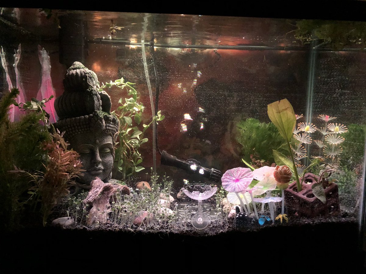 Day 21/ #shrimptankOMG new snails just arrived!!Getting them acclimated in a sec to add to the tanks, but they will help produce waste that the shrimp & plants need.Here are some lovely stills from the tanks now.Who wants a new Tiny The Snail  video later?