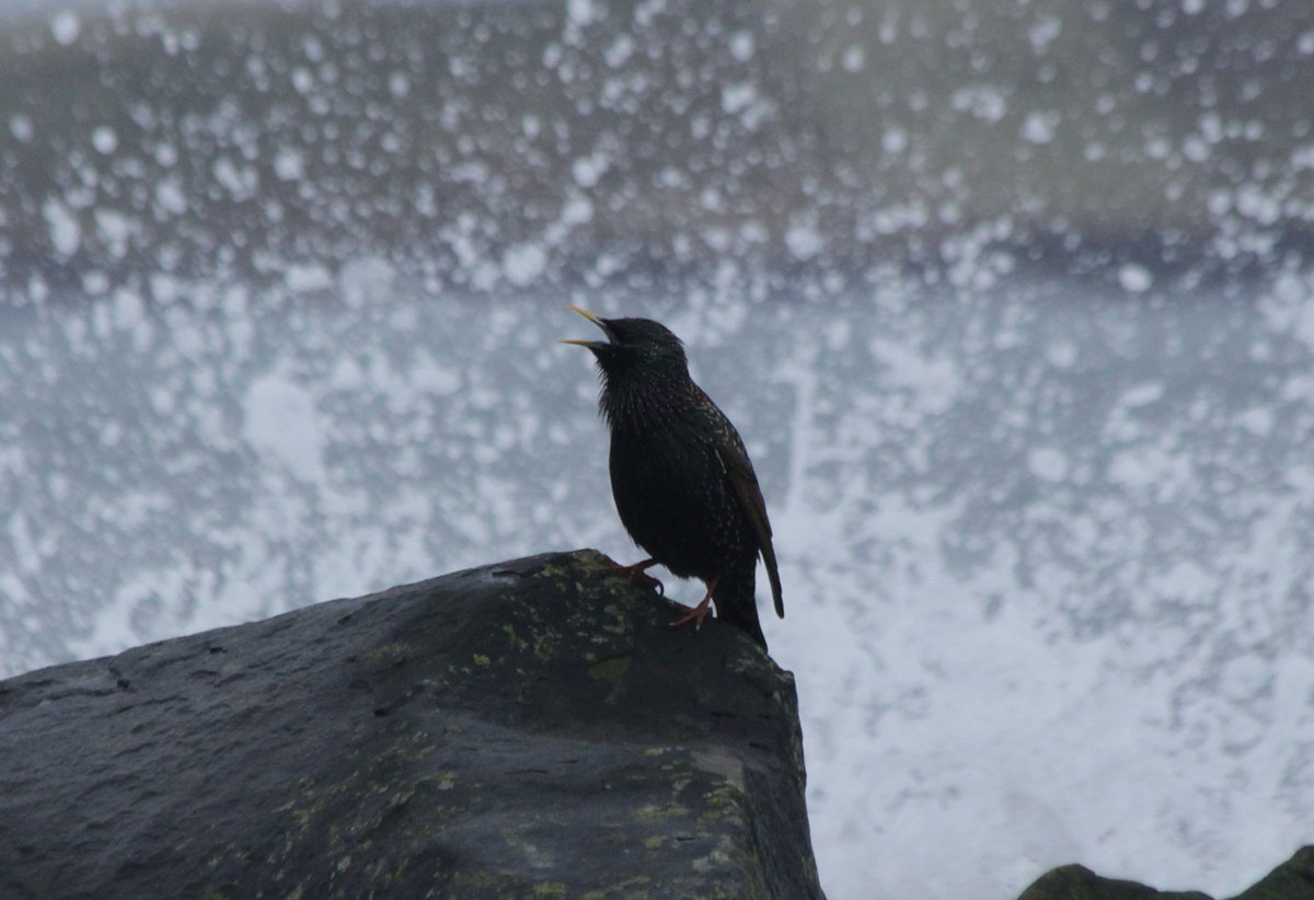 Song of the sea. A Shetland starling braving the spray at Leebitton today.