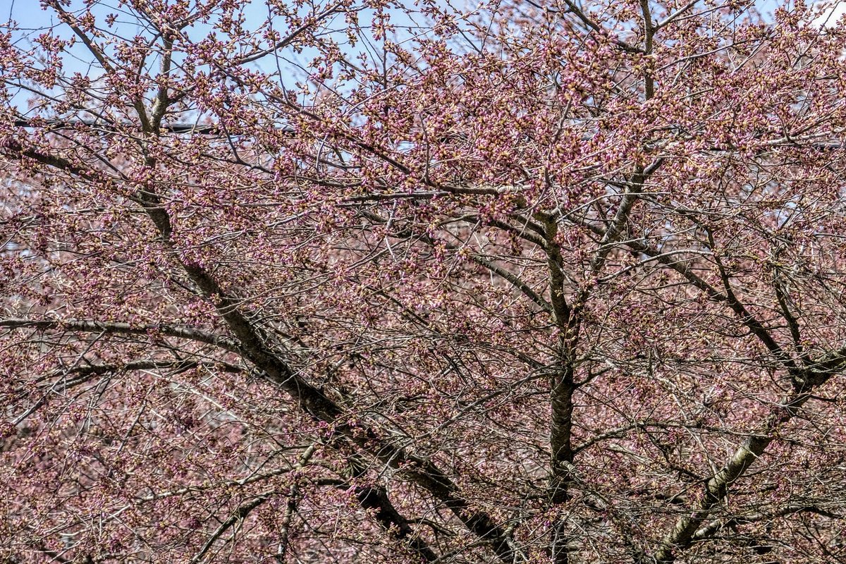 A few hours of sunlight and the light pink starts to appear. As you can see from the far shot, the tree is still fairly sparse. At its floweronf peak, it gets so dense you can't see the internal branches at all.  #CherryBlossoms  #CherryBlossomDaily