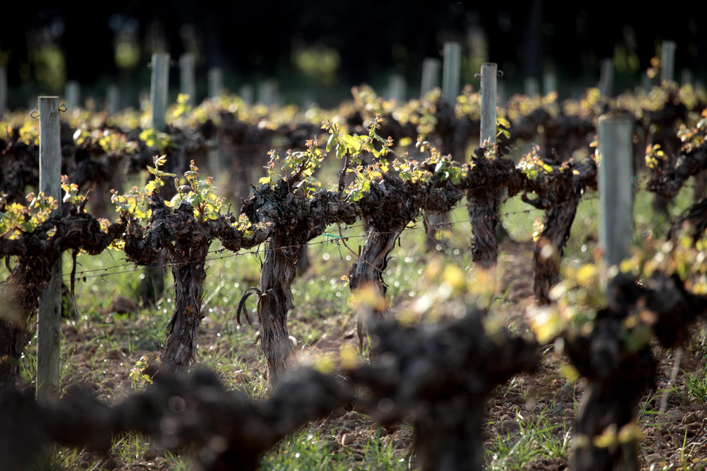 Spring colours take over Can Bas vineyards