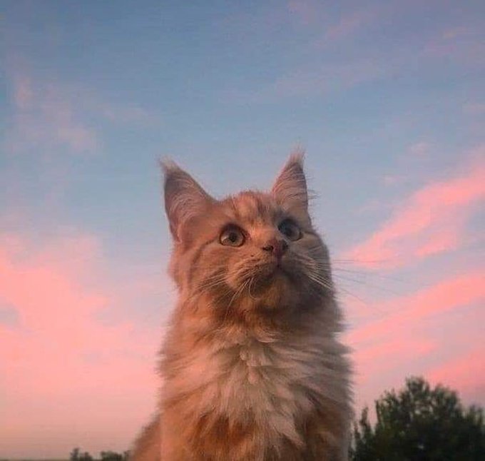 의 미디어: RT @gatitos_qctd: https://t.co/zk6hW52H4S 의 미디어: RT @gatitos_qctd: https://t.co/zk6hW52H4S