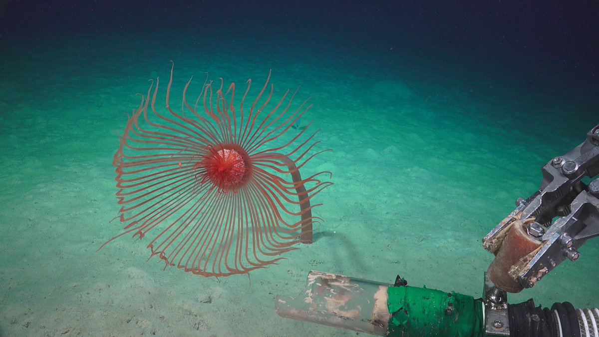 A moment of deep-sea serenity via today's  #CreatureFeature. This giant hydroid, Branchiocerianthus, was found at 2,400 meters (1.5 miles) deep off Western Australia. Researchers, including Scripps’ Greg Rouse, made the discovery during a recent ROV dive led by  @SchmidtOcean.