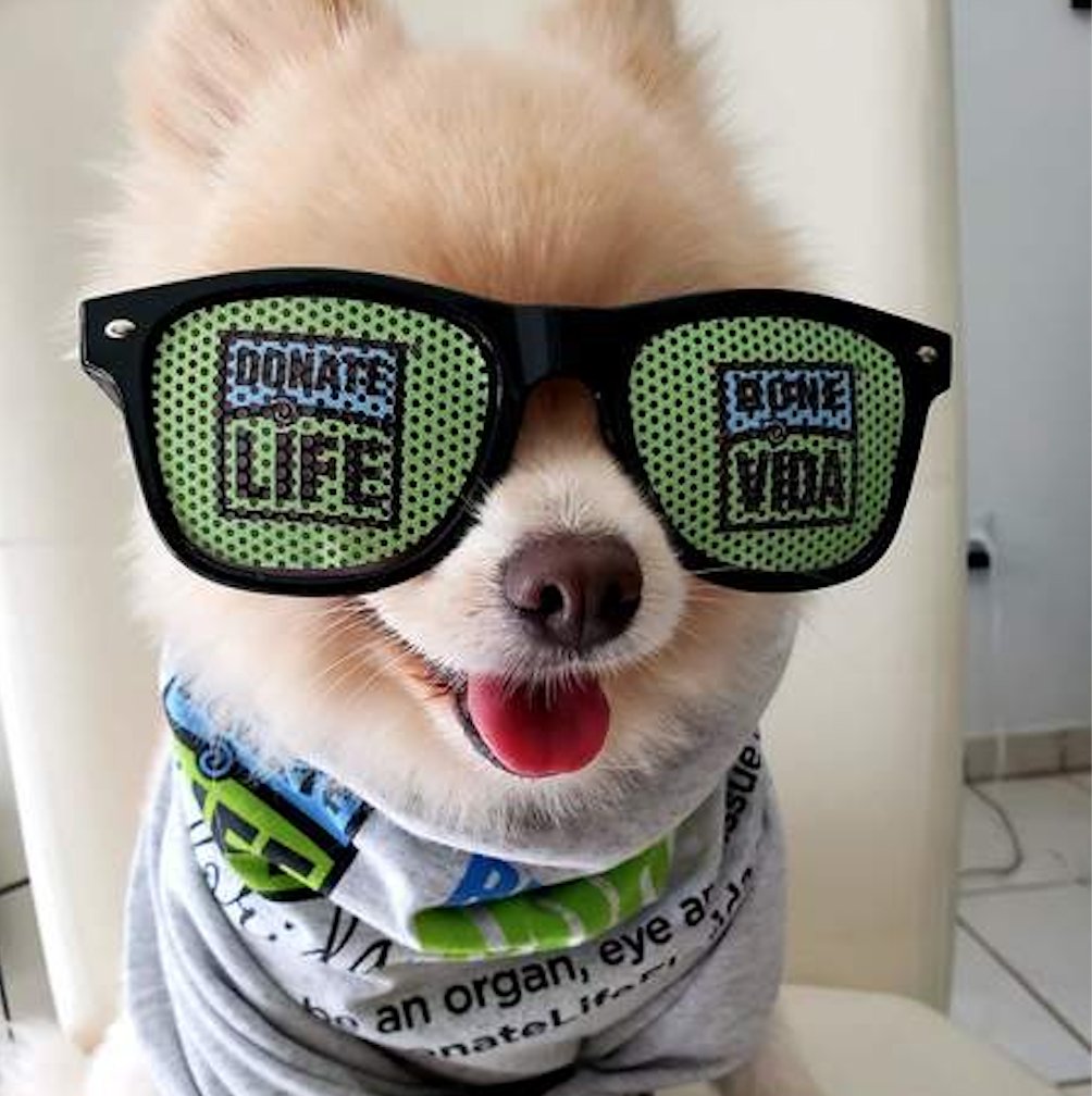 DonateLife's tweet photo. One of our favorite #DonateLife pups offering a little comfort (and a lot of cuteness!) on #NationalPuppyDay. 💙💚 https://t.co/sX9arWRhfD https://t.co/Jr99wBmGEG