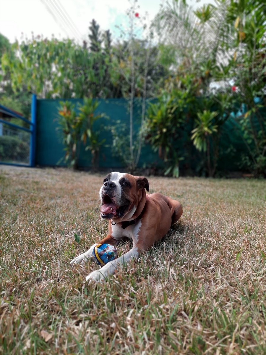 Cuarentena con el terremoto de la casa 🐶