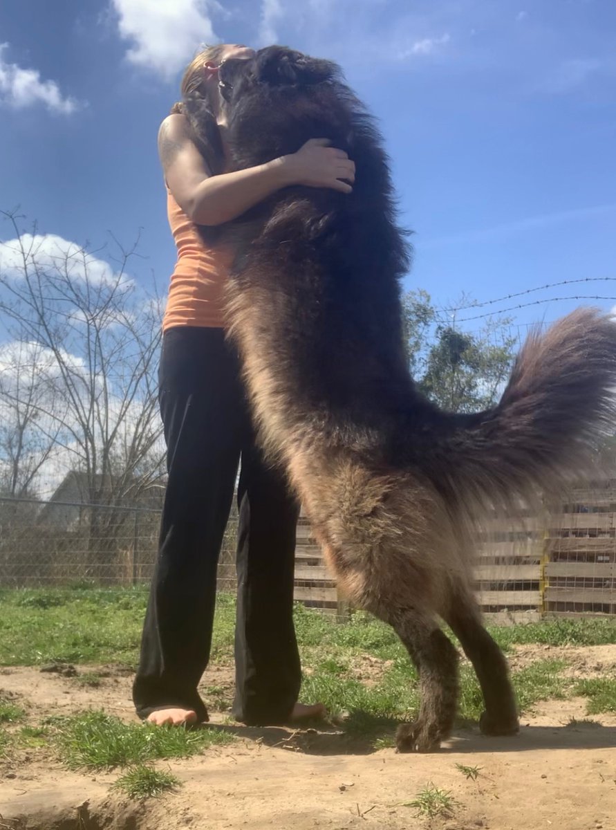 LyulphHexham's tweet photo. He’s all smiles today and all happy 😍 #wolfdog #wolf #wolfdogowner #pets #animals https://t.co/VxgP4WargA