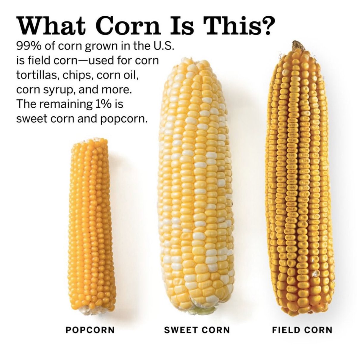 edmcornonthecob's tweet photo. #corn #farm #cornfarm #corncorncorn https://t.co/zUdkh9RQMK