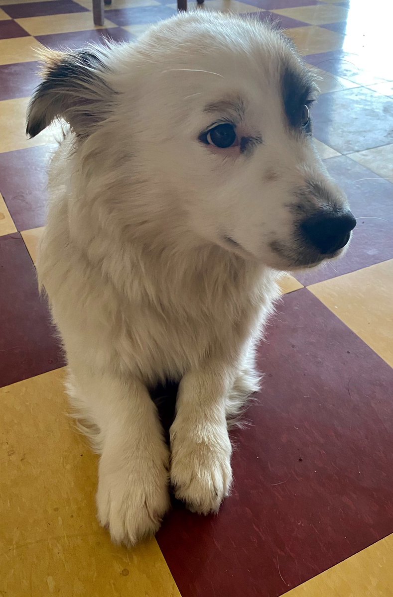 UPDATE:He just ate a live ant.And he may be part corgi w/ these little stumps for legs.