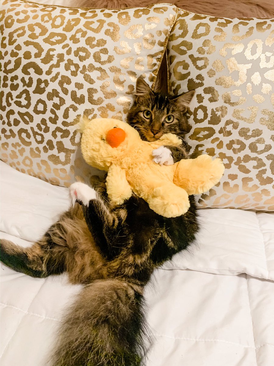 AllisonSpencer3's tweet photo. Jeff loves his ducky https://t.co/pTbruXF7pQ