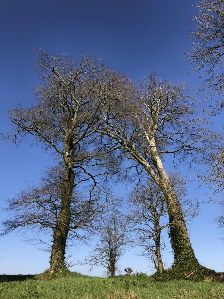 barryde78's tweet image. The blue skies yesterday were amazing. #SocialDistancing on my birthday was different but it was a great day for it. #wexford #slaney @visitwexford @ancienteastIRL @deric_tv @FoolinInDoolin @nualacarey25 @farmersjournal @nature_org #LockdownNow