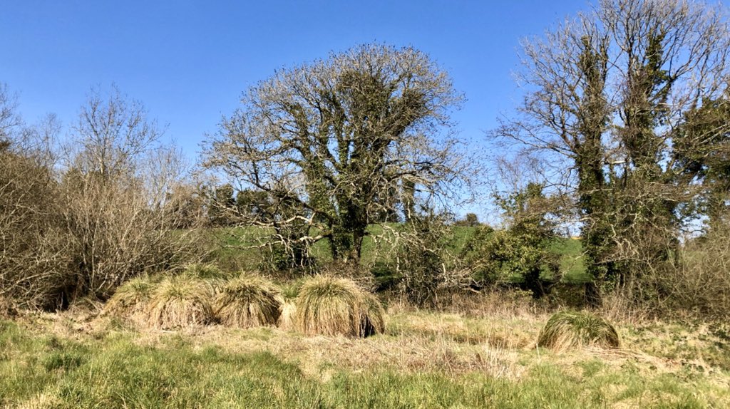 barryde78's tweet image. The blue skies yesterday were amazing. #SocialDistancing on my birthday was different but it was a great day for it. #wexford #slaney @visitwexford @ancienteastIRL @deric_tv @FoolinInDoolin @nualacarey25 @farmersjournal @nature_org #LockdownNow