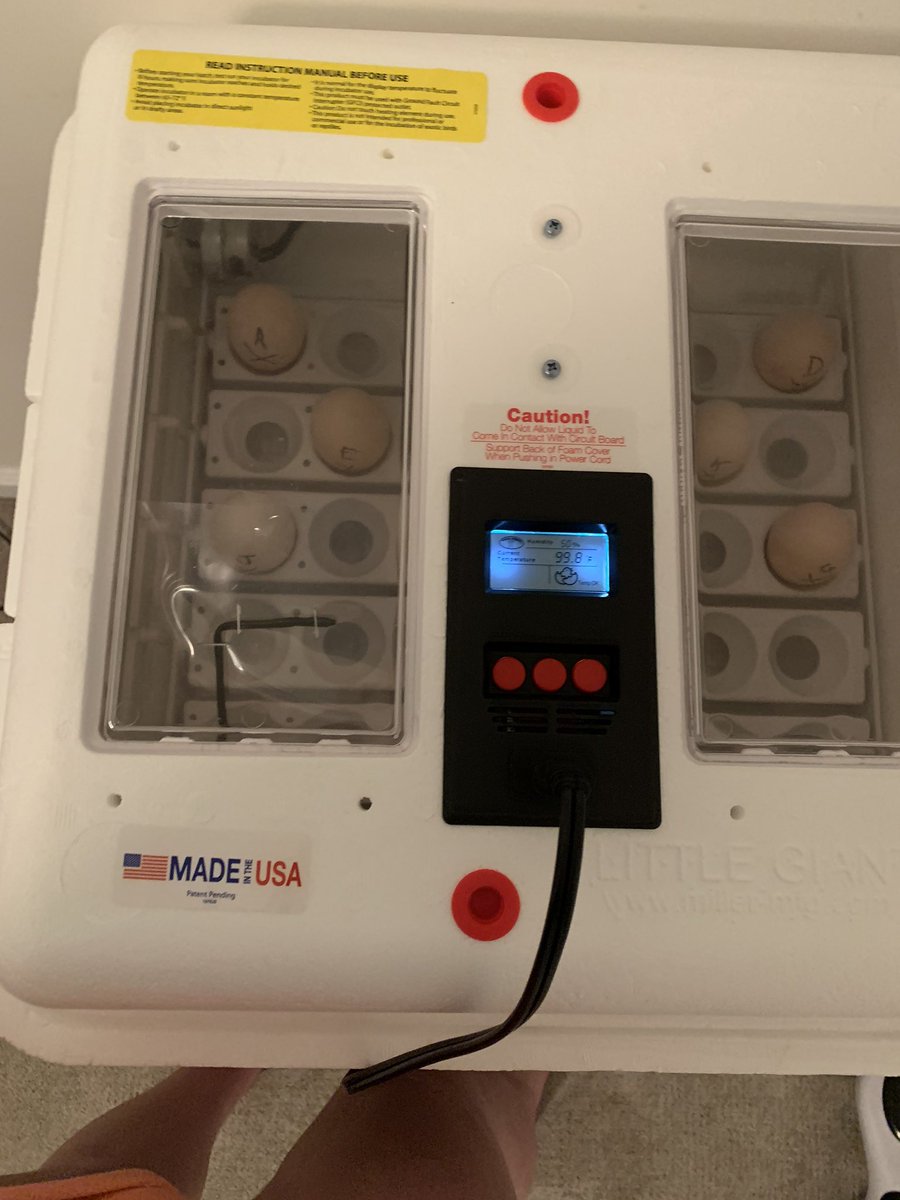 brooke84304434's tweet photo. #ledyardFFA For my SAE I’m hatching eggs in an incubator. Than raising the baby chicks for 2-3 weeks or until there ready to be selled. I started yesterday and it takes 3 weeks for them to hatch. so the eggs will hatch on Easter. What a coincidence! I will keep you posted. https://t.co/M8MUak9vfk
