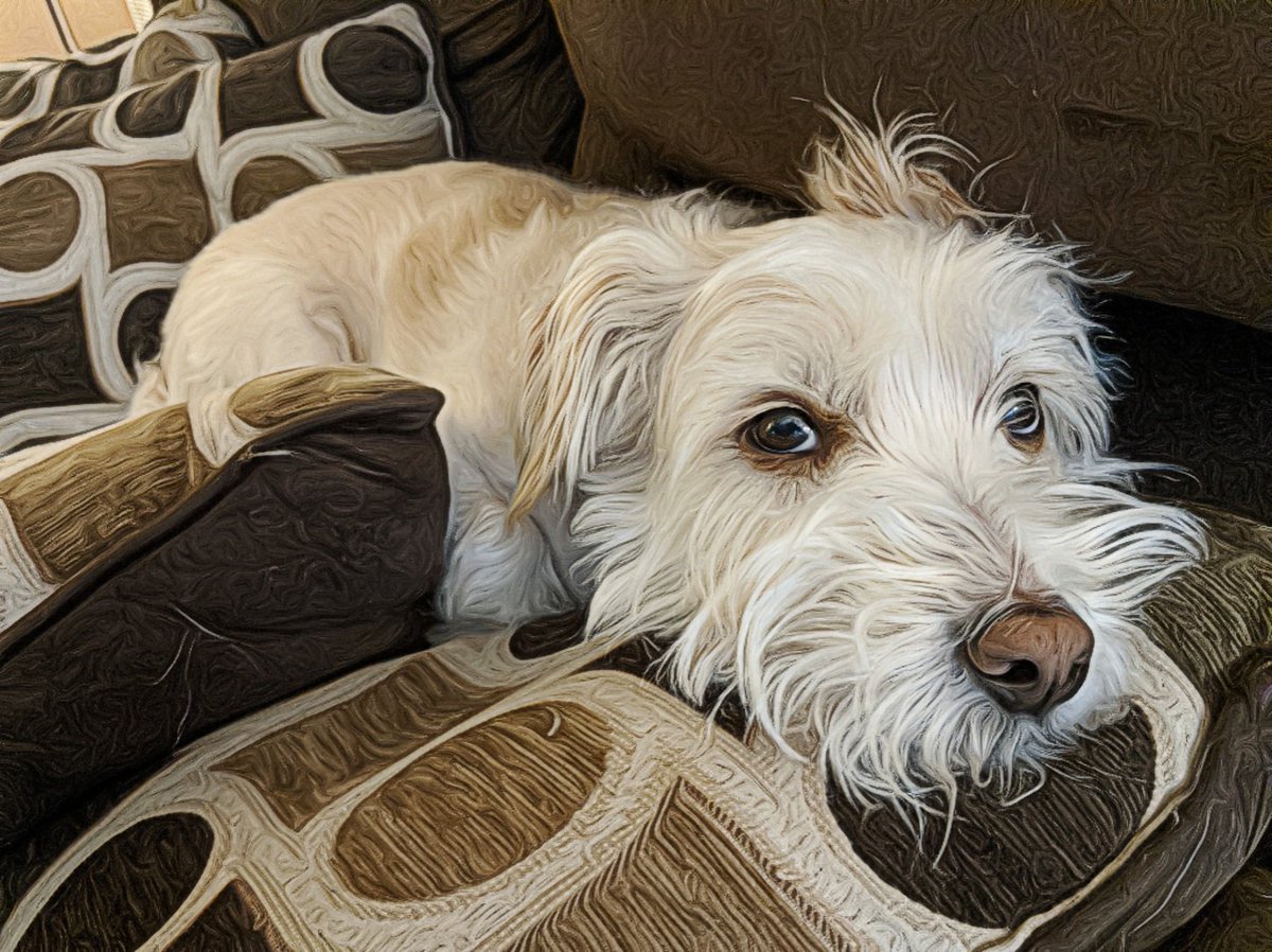 Ok since it& #39;s National Puppy Day I& #39;ll slide a Jack pic into this thread
