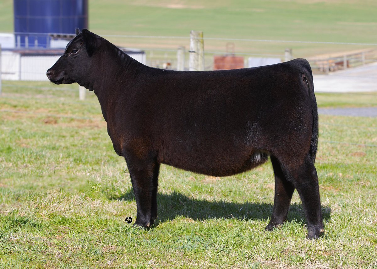 Falls and Frozens                               4/6 Show Cattle Connection