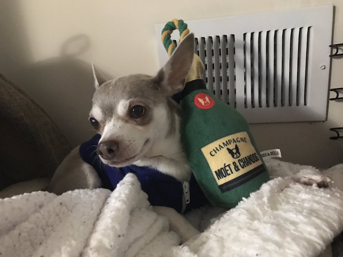 MrLucasClass's tweet photo. Celebrating National Puppy Day! Thanks to the rain, Dominick has to party indoors. https://t.co/vuSrmmyz5e