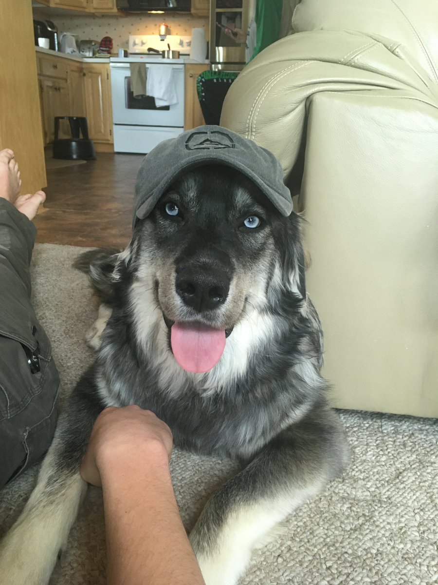 Tex423's tweet photo. @dog_rates https://t.co/5HYpSrIoAj