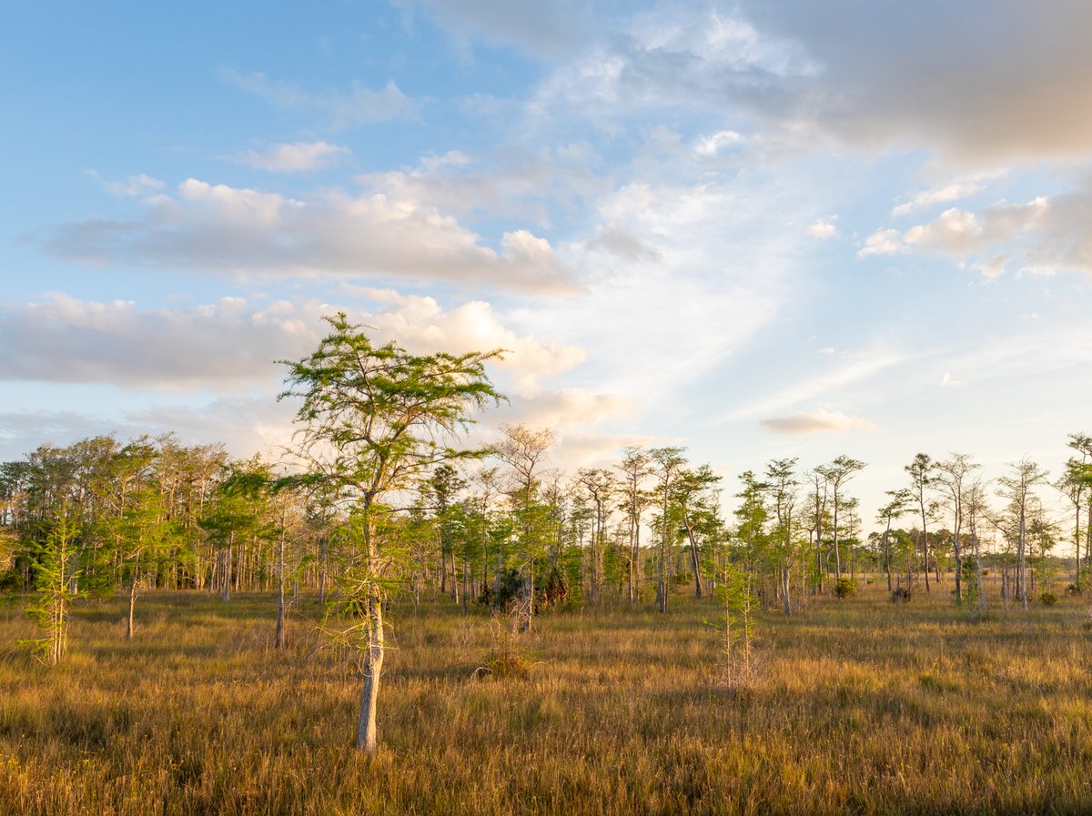Temperatures are heating up and the #CypressTrees in South Florida have been leafing out. #swamplover #wildflorida