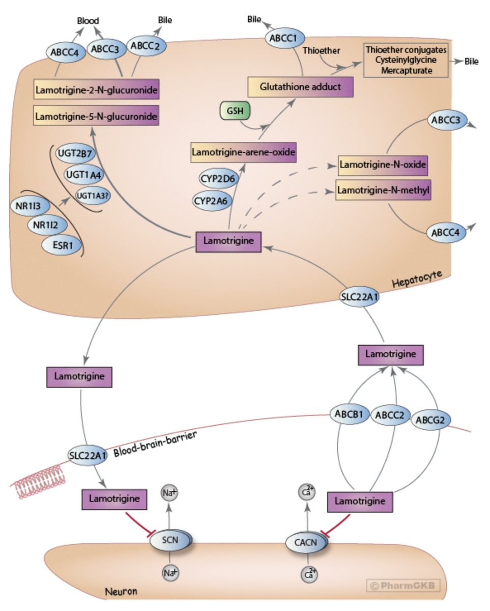 Our #lamotrigine pathway has just been published in <a href="/Pharmaco_Genom/">Pharmacogenetics & Genomics</a>. Thanks to our collaborators @AUHSOP, <a href="/UMN_Pharmacy/">UMN Pharmacy</a> &amp; <a href="/UFPharmacy/">UF Pharmacy</a>! More details at our blog pharmgkb.blogspot.com/2020/03/lamotr… #TwitteRx #pharmacogenomics
