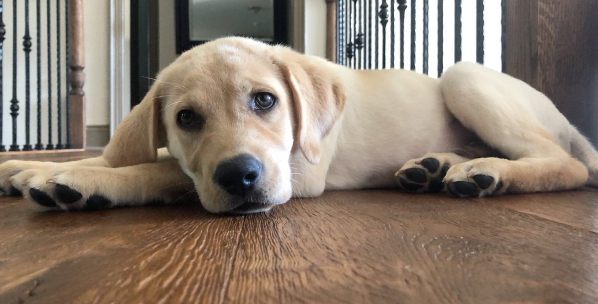 This little fella is <a href="/lukebiasi11/">luke biasi</a>'s best friend Duke.