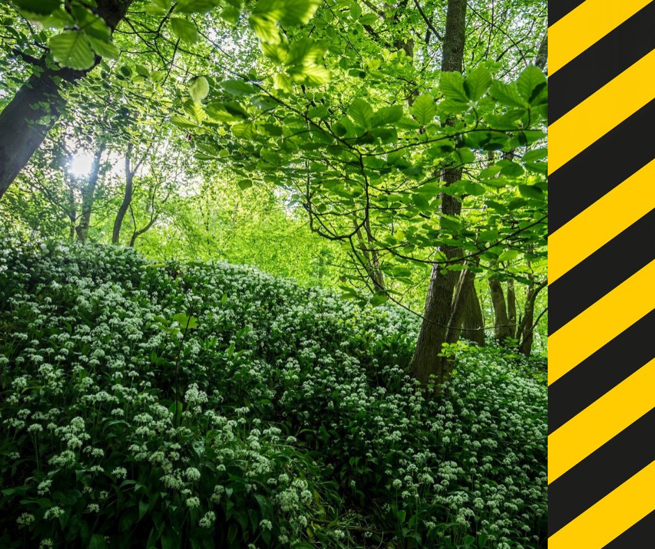 RuthHolmes2's tweet photo. We must plant #trees & protect & restore #woodland on an unprecedented scale ๐๐ฒ๐ณ๐ Fight for the future of our planet with the @WoodlandTrust 's #EmergencyTreePlan ๐๐๐ฒ๐ณ๐ https://t.co/bD9TmXDsL4 #StandUpForTrees #EveryTreeCounts #Scotland https://t.co/p1Z2NxXnKJ