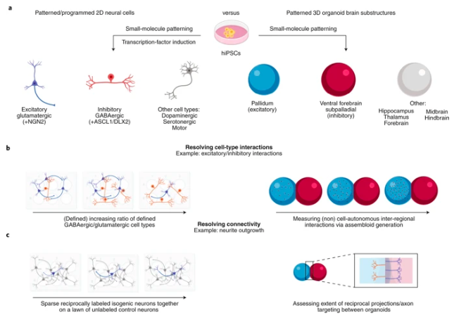 NatureGenet's tweet photo. Modeling the complex genetic architectures of brain disease (Fernando, Ahfeldt &amp; Brennand) @Mbfneuro @kristenbrennand https://t.co/76by16nbj3 https://t.co/iAestACUbw