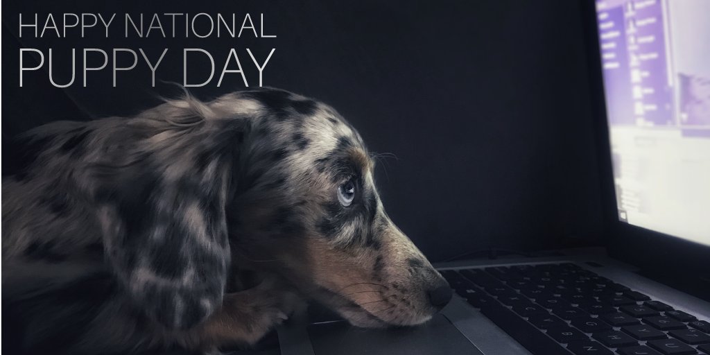 Bet you didn't know it was National Puppy Day! Take some time to love on your furry four-legged child today! Maybe even treat them to day at a local doggy spa!
#setxbusinesses #sbdc #lamarsbdc #nationalpuppyday #motivationalmonday #holiday #supportlocal #supportlocalbusinesses