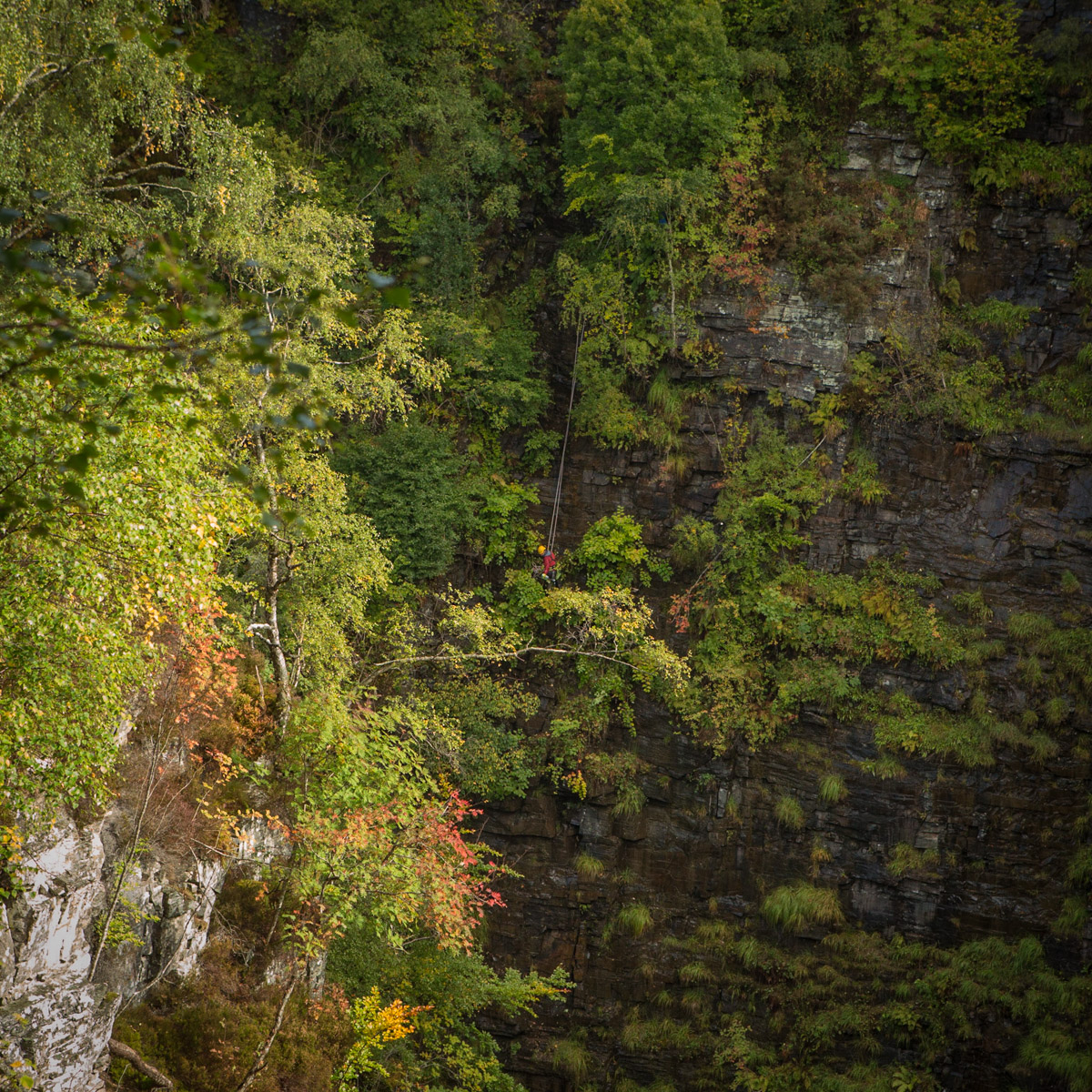 Rick Scott, high access specialist from Strathspey, here clearing invasive species from deep in Corrieshalloch Gorge, nr Ullapool, Scotland #WeAreHighlandsAndIslands  #TheHillsAreAlwaysHere