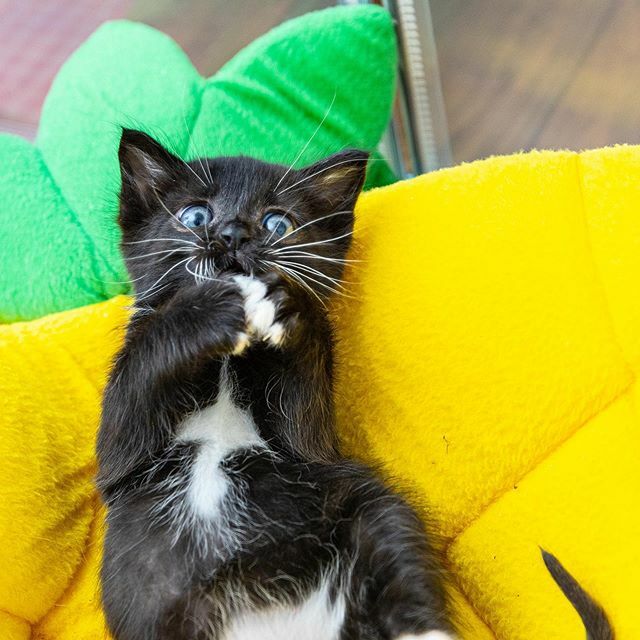 Nigel is making the same face I make every morning when I read the latest news. 😦 Same, Nigel, same.

Are you keeping yourself and others safe by staying indoors (except for essential needs like food, and essential work roles like healthcare professi… ift.tt/2J6ZLA3