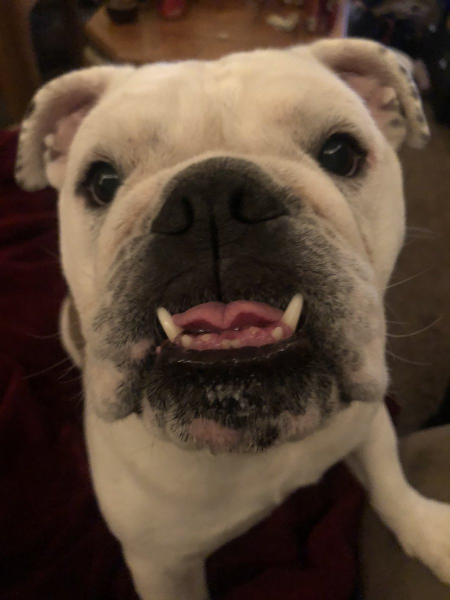 aar_elizabeth's tweet photo. @dog_rates https://t.co/i3JNFeXHQl