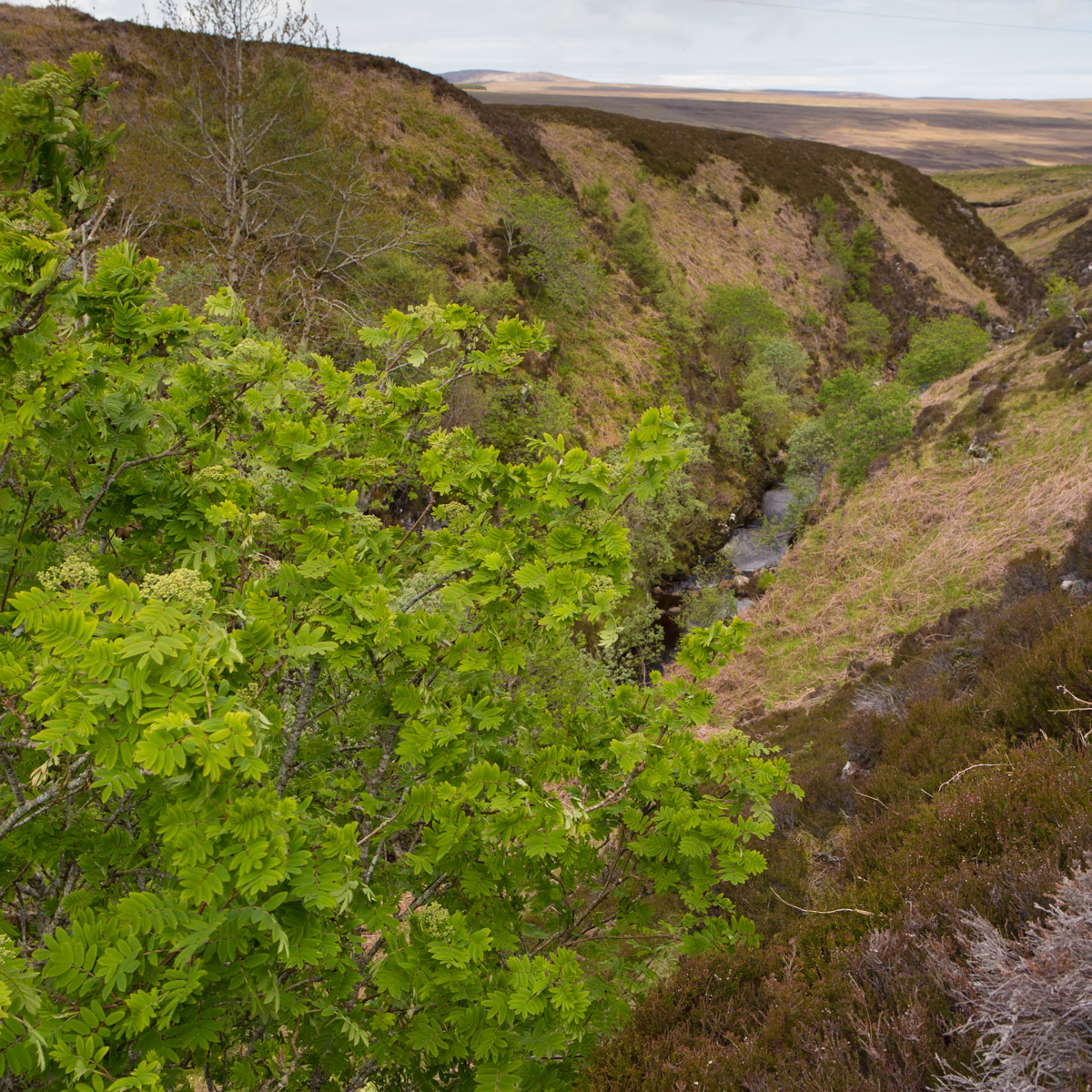  @WoodlandCrofts Here you go! :-)Sandy Murray, Crofter & woodland crofter, Strath Halladale, Sutherland #WeAreHighlandsAndIslands  #TheHillsAreAlwaysHere