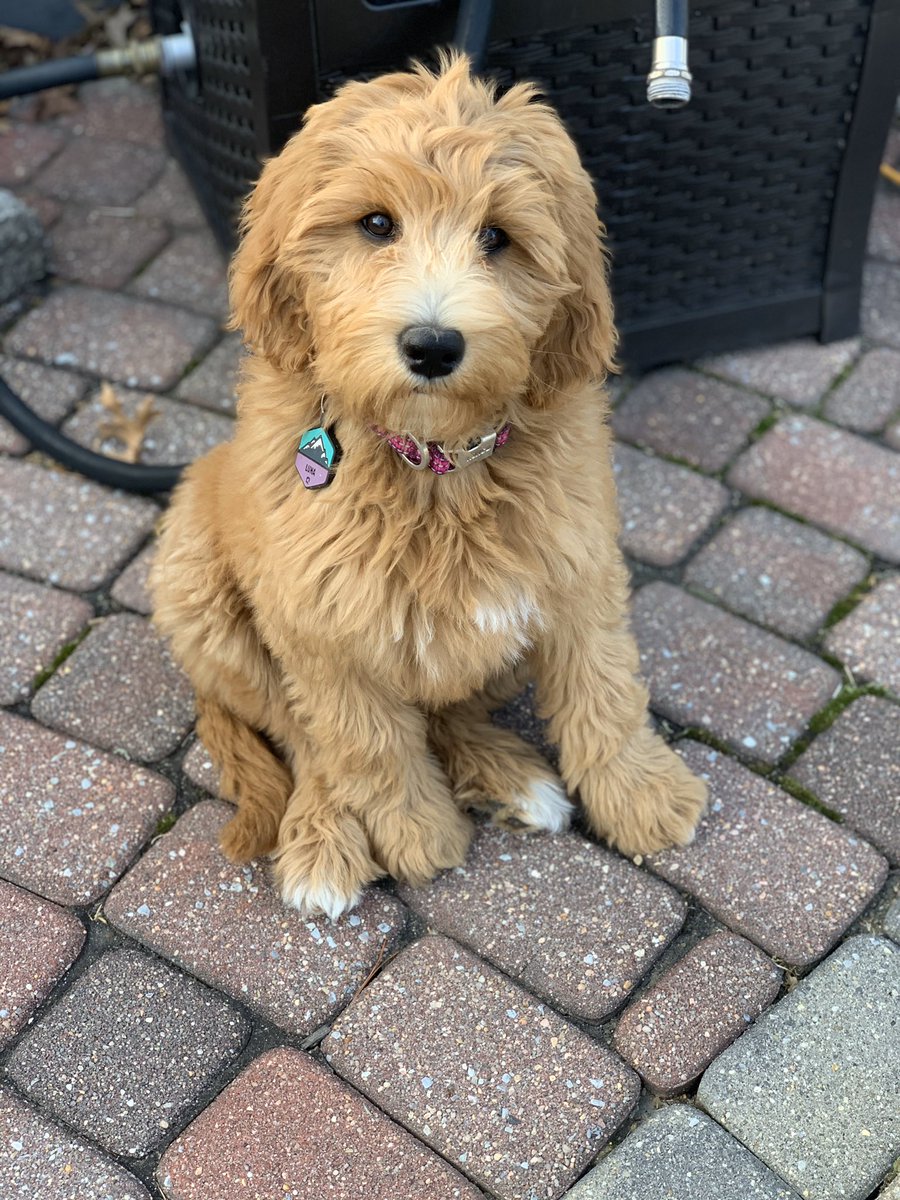ScottMCusack's tweet photo. @dog_rates https://t.co/Bx7s6QXsub