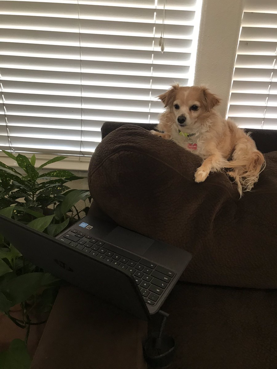 Pet of the week also doing some homework ✅ #Katznews #whs