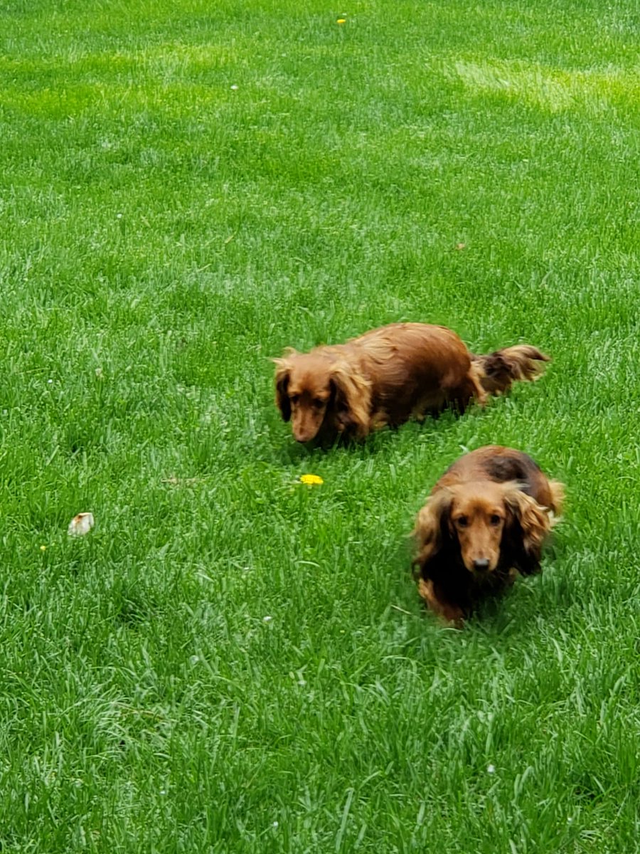 globatecdigital's tweet photo. Go your separate ways and stay at least 6 feet or 2 meters apart. Do your part to help the world overcome the COVID-19 crisis - we must flatten the curve! https://t.co/04CW4gewGD #dogsoftwitter 
#Flattenthecurve #COVID19 #Selfisolate #selfisolation https://t.co/p0hMgFtkGi