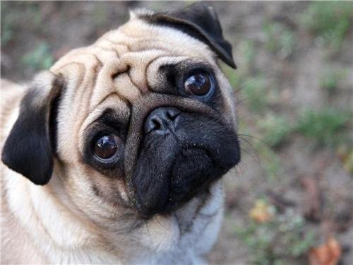 MingoTjones1's tweet photo. Welcome to my #tedtalk So I have this theory that Seals and Pugs used to once upon a Time be the same animal. But then evolution ended up splitting the genus somehow and now we're left with not one but two scrunch faced monstrosities https://t.co/Zmzgo6MDFQ