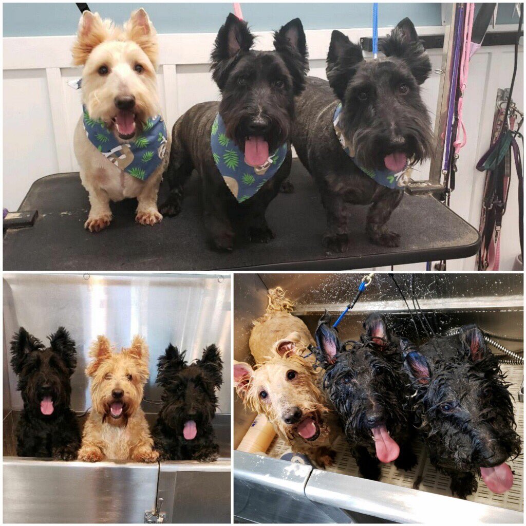 jeorgigirl's tweet photo. Happy National Puppy Day..Augg, Doc, and Fin! https://t.co/Fmc4zrjnfj