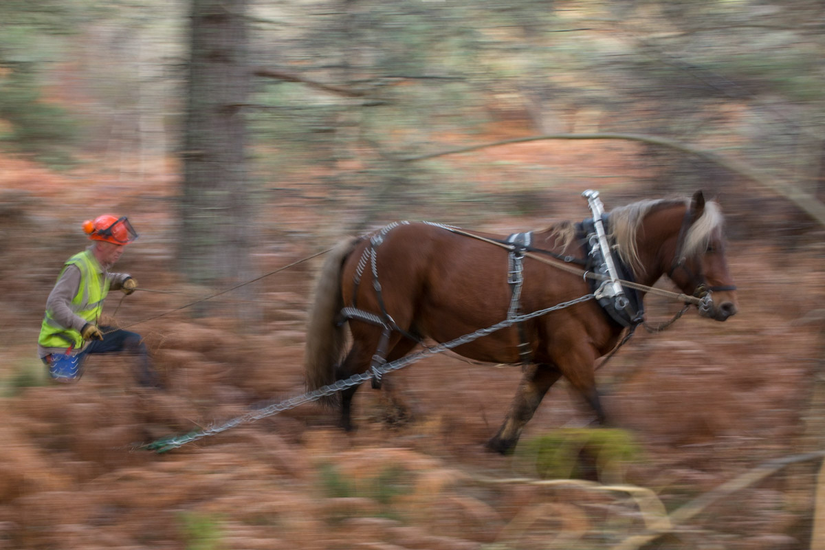 Brian Green, low-impact tree removal using his horse Tarzan, Ledmore Woods, Sutherland, Scotland  #WeAreHighlandsAndIslands  #TheHillsAreAlwaysHere