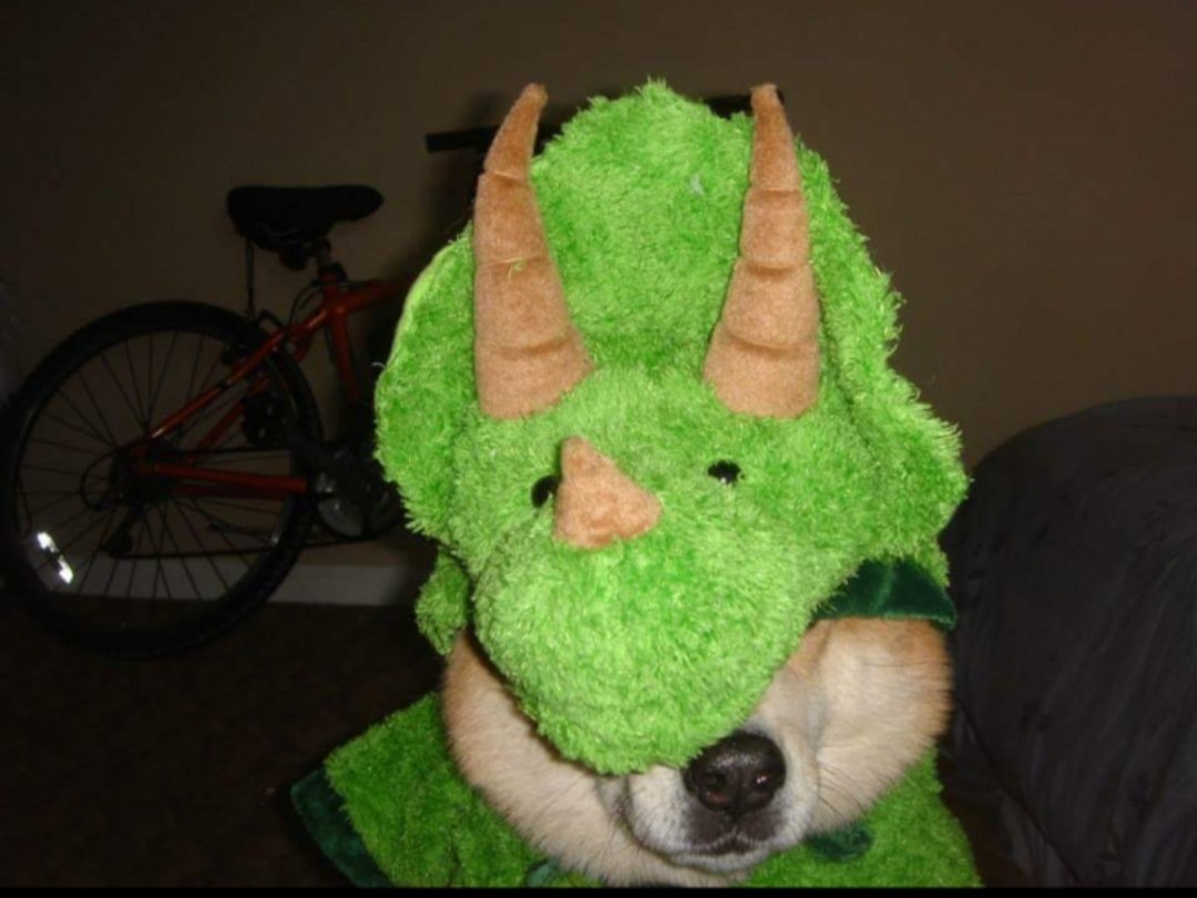jenwatler's tweet photo. This was the closest costume I could find to transform Shea into a GATOR! It worked (kind of)! @FloridaGators @ufalumni @UF #NationalPuppyDay https://t.co/U9f2f3sisW