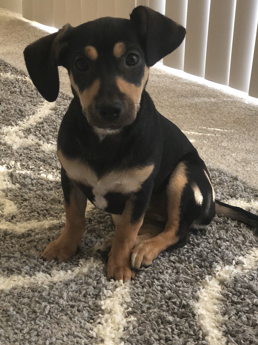CyberMGaffney's tweet photo. Cheering up your news feed! Happy #NationalPuppyDay to my adorable co-worker. https://t.co/1tTpipHvHy
