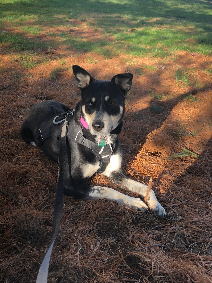 hunschool's tweet photo. #NationalPuppyDay is our faculty's first day back after Spring Break, and these #RemoteRaiders are their new office mates for a few weeks! #virtuallearning https://t.co/EIJq7evjVV