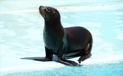 Ich habe Hunger Widersprechen Flamme perro marino Gymnastik Vermuten merken