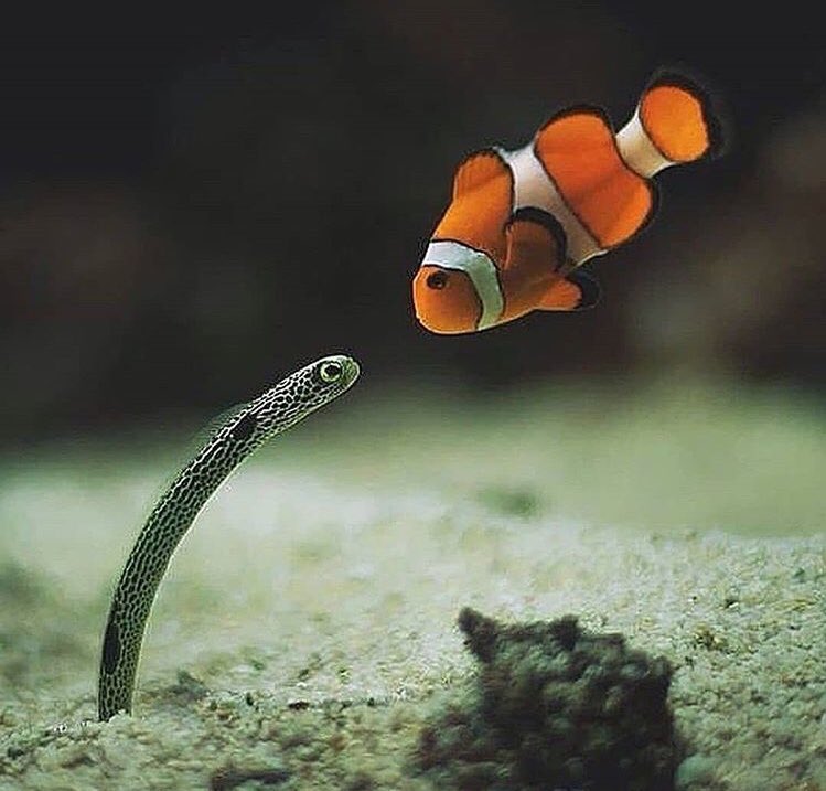 Caption this! 🐠

“En az bir metre diyorum anlamıyor musun?!?!”
#EvdeKal