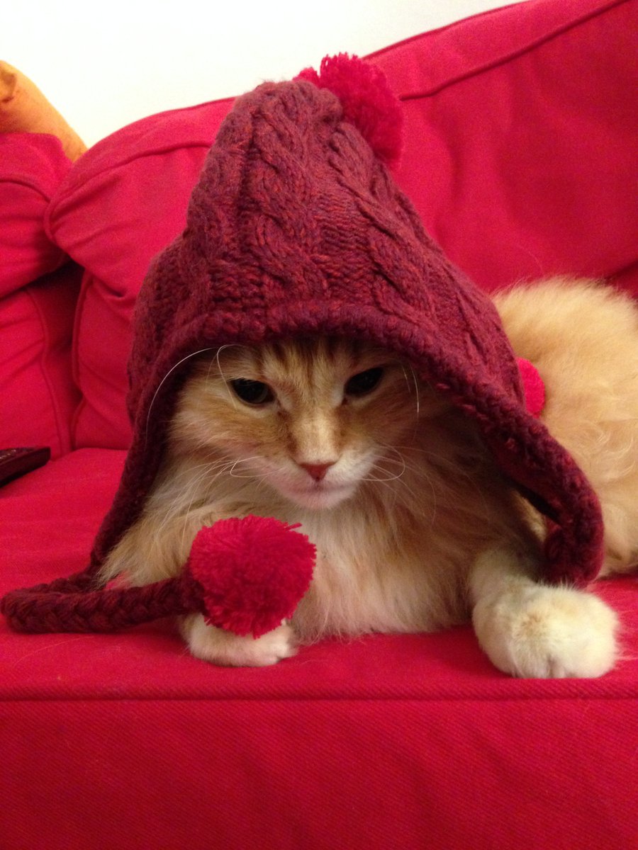 Ljegou Baruch Restera Pour Moi Le Symbole Des Chats Roux Majestueux Ou L Inverse Bonne Grande Sieste A Lui